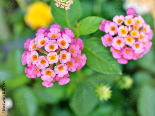 Gently pink flower lantana camara blooming in spring or summer in garden with pretty blurred background  lovely card  sweet color  soft selective focus  copy space  delicate dreamy of beauty of nature
