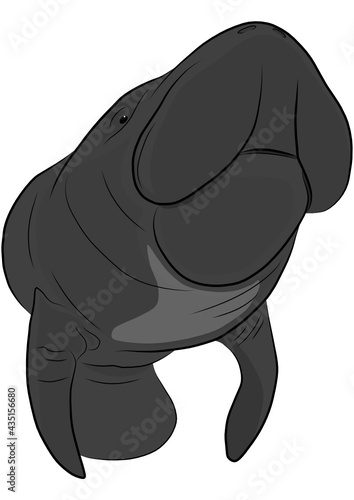 Amazonian manatee