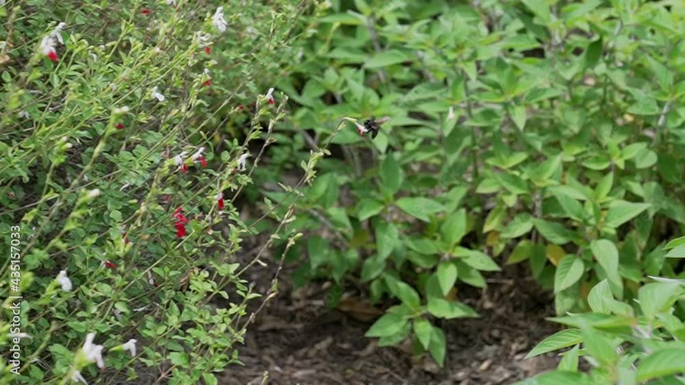 This video features a large black bumble bee knocking a flower off of a plant while pollinating and flying in slow motion. This video features a large black bumble bee knocking a flower off of a plant while pollinating and flying in slow motion.