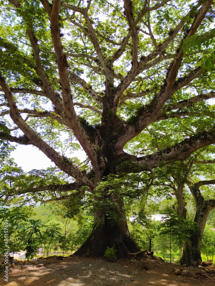 Ceiba frondoso antiguo Ceiba frondoso antiguo