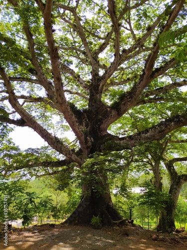 Ceiba frondoso antiguo