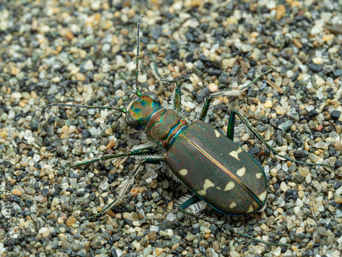 P5160051 dorsal view of a western tiger beetle, Cicindela oregona, Iona beach, British Columbia cECP 2021 photo