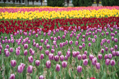 Wallpaper Mural 鮮やかなチューリップ Torontodigital.ca