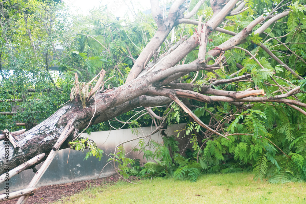 Obraz premium Fallen tree damage by natural windstorm