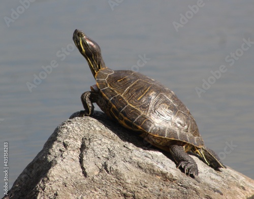 Turtle sunbathing