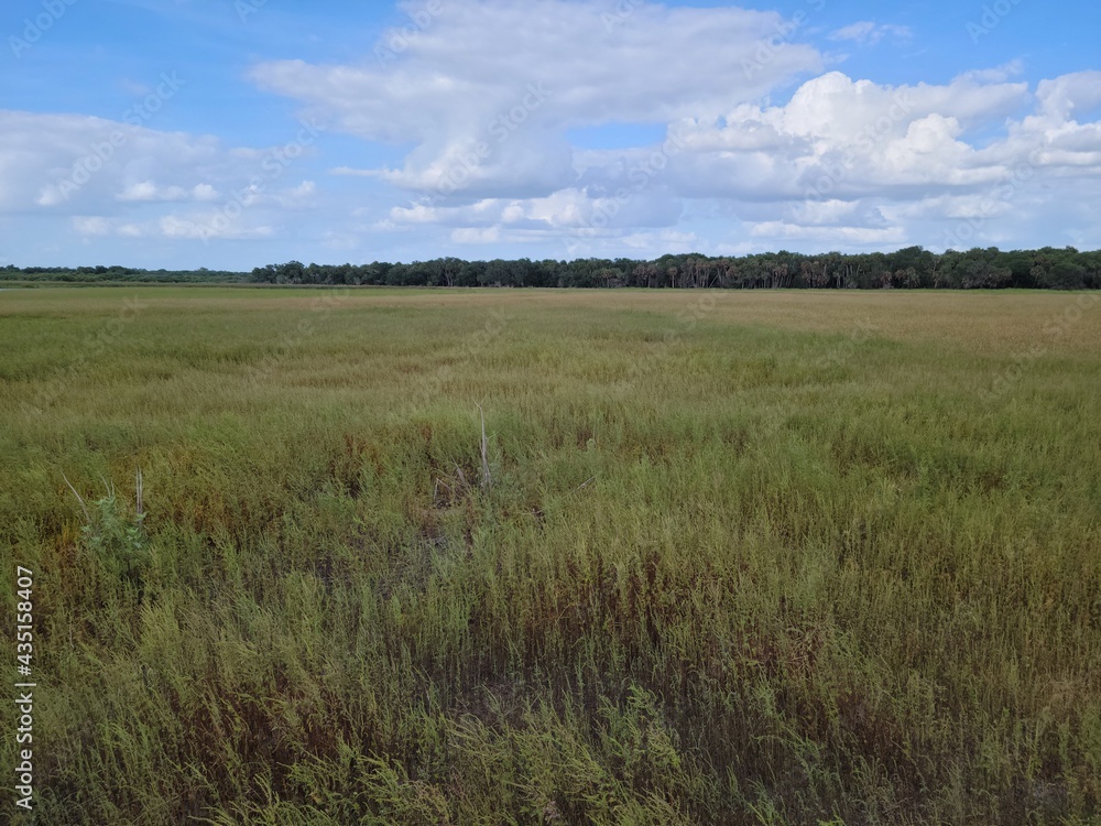 Fototapeta premium Tall grass in a field
