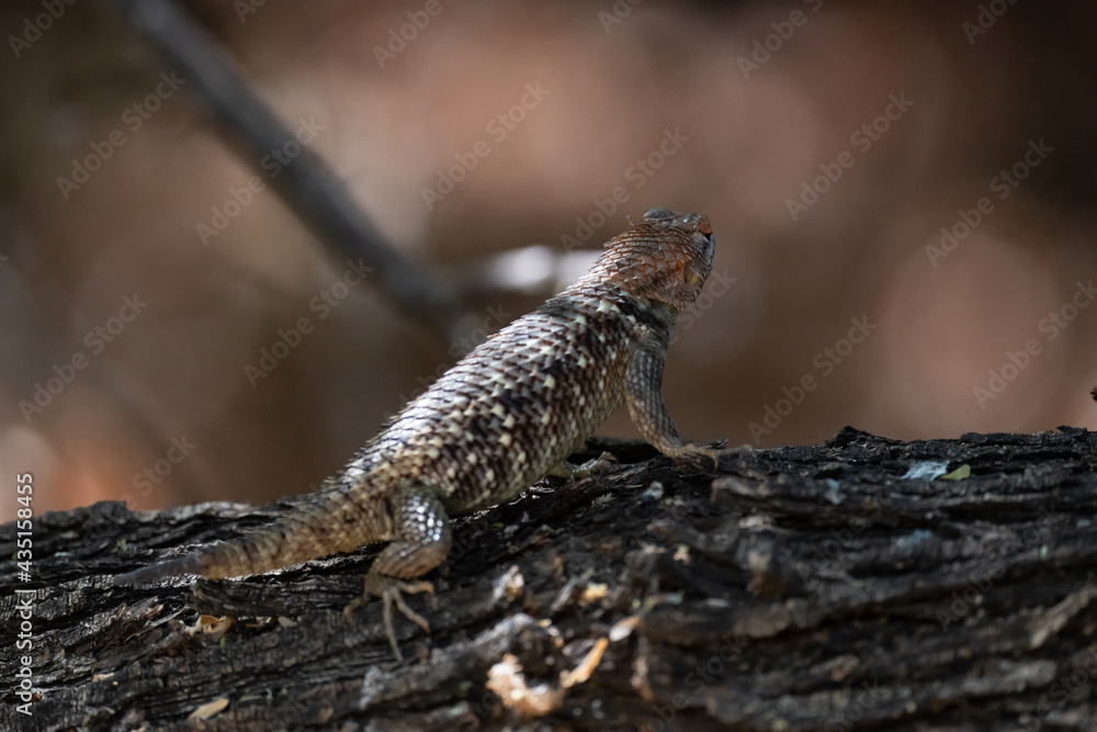 A lizard climbing a tree