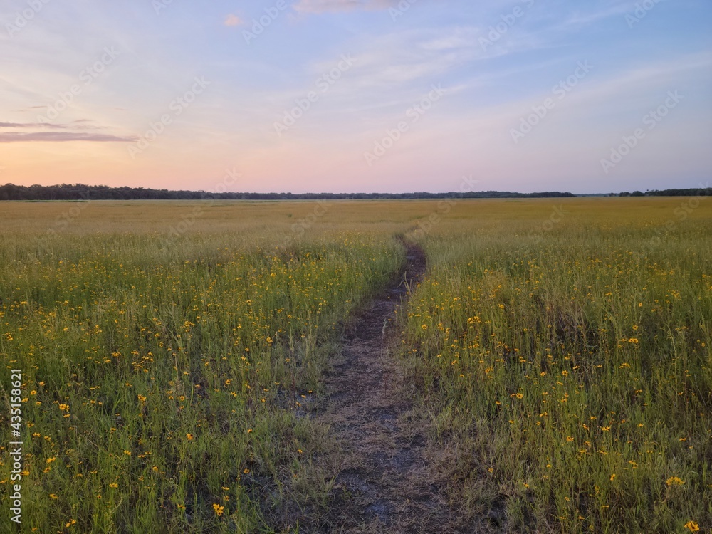 Fototapeta premium Pink sunset sky over a path in a field of flowers