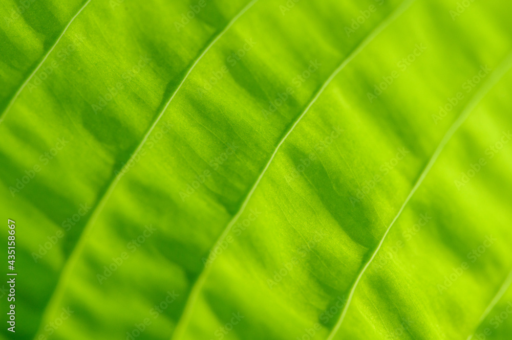 Closeup of lime green hosta leaf back lit by the sun, pattern and texture in a nature background
