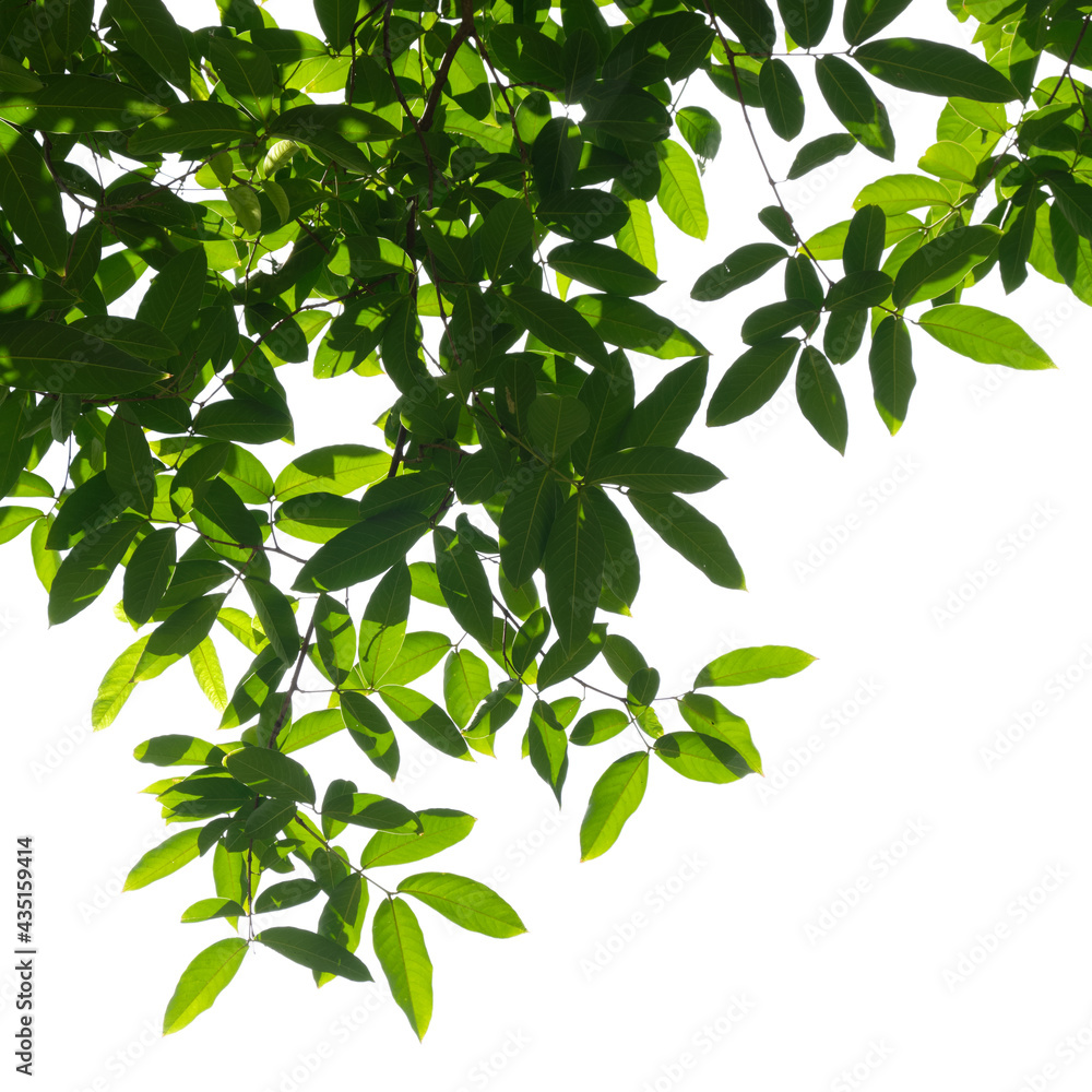 Fresh green tree branch isolated on white background