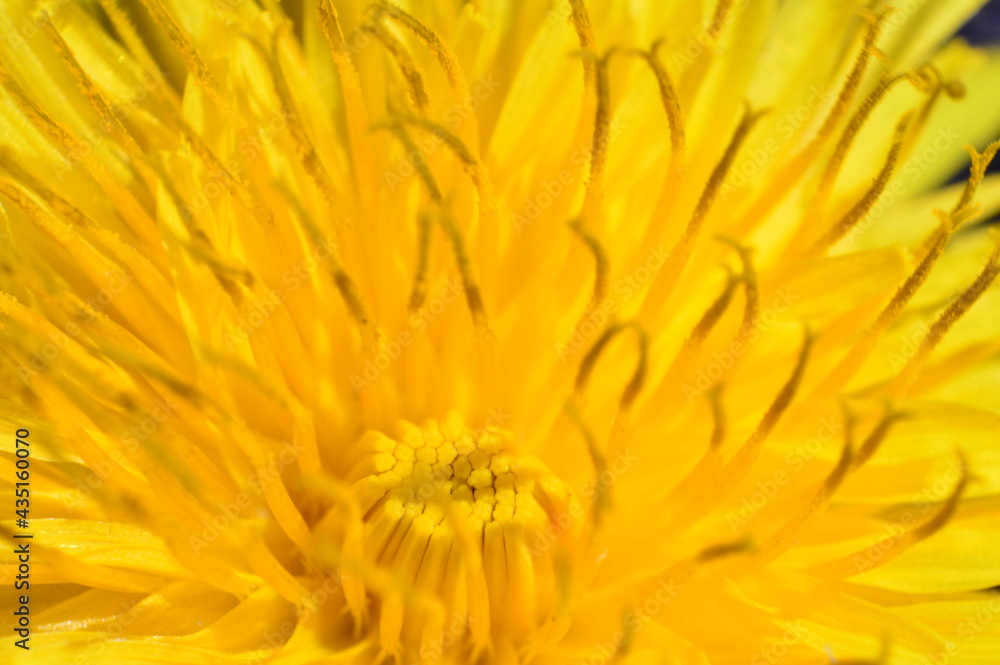 Flor Flor
