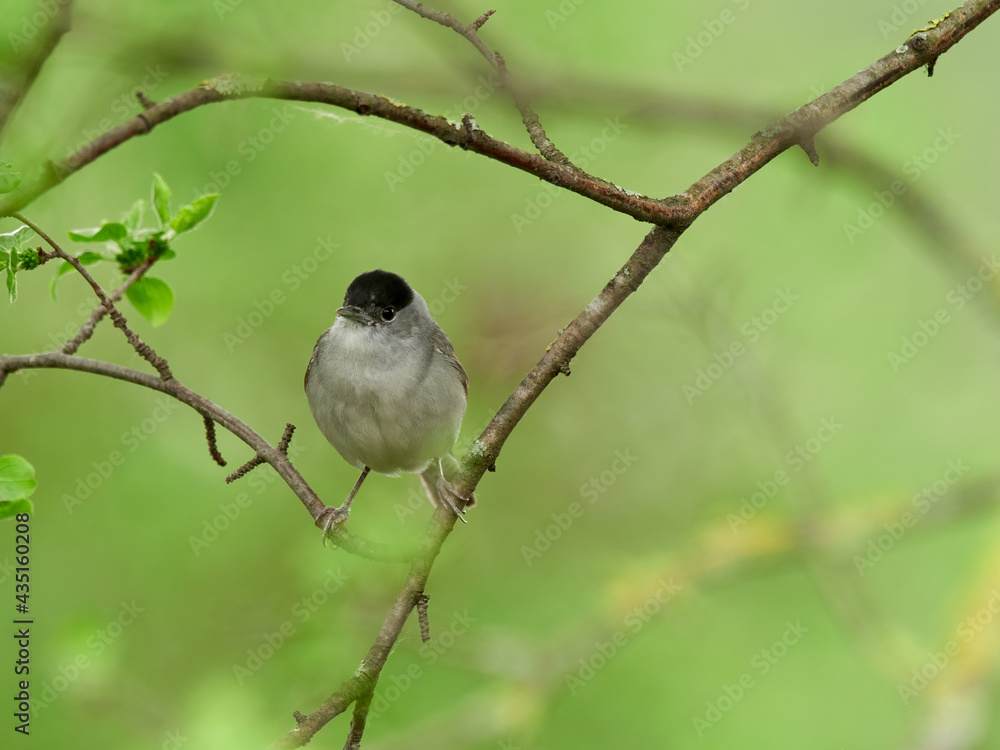 Male Blackcap (Sylvia atricapilla) perched on branches, Germany Male Blackcap (Sylvia atricapilla) perched on branches, Germany