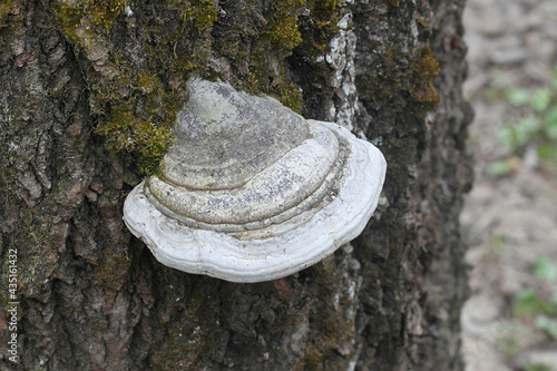 Phellinus populicola, a polypore living on aspen (Populus tremula), wild fungus from Finland