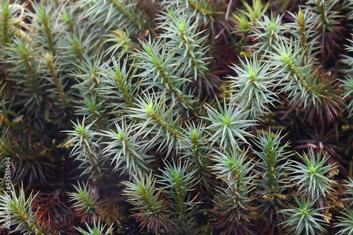 Polytrichum juniperinum, commonly known as juniper haircap or juniper polytrichum moss, an evergreen and perennial species of moss from Finland