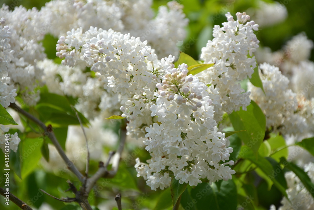 北海道のライラック_Lilac3 北海道のライラック_Lilac3