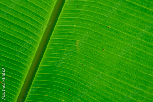 Tropical green banana leaf nature texture