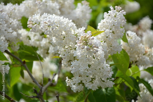 北海道のライラック_Lilac3