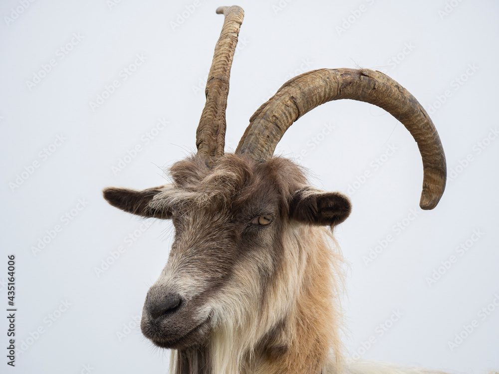 Male wild goat grazing in the meadows of the Italian Alps. Natural mountain environment. Big horns Male wild goat grazing in the meadows of the Italian Alps. Natural mountain environment. Big horns