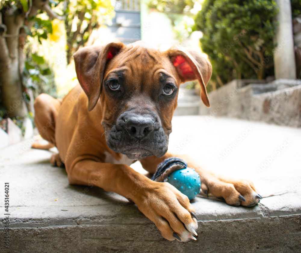 Brown boxer puppy dog playing with ball Brown boxer puppy dog playing with ball