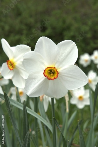 Beautiful white flower in the park