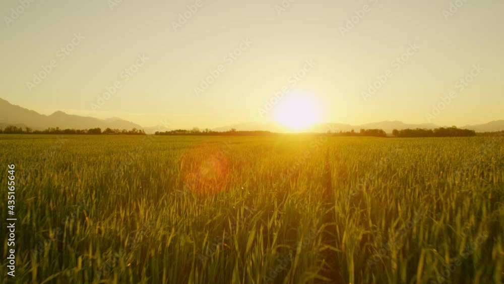 AERIAL LENS FLARE: Golden summer sunbeams shine on a beautiful field of wheat in Slovenia. Flying over a vast lush meadow and farmland in the idyllic Slovenian countryside. Dawn illuminates rural land AERIAL LENS FLARE: Golden summer sunbeams shine on a beautiful field of wheat in Slovenia. Flying over a vast lush meadow and farmland in the idyllic Slovenian countryside. Dawn illuminates rural land