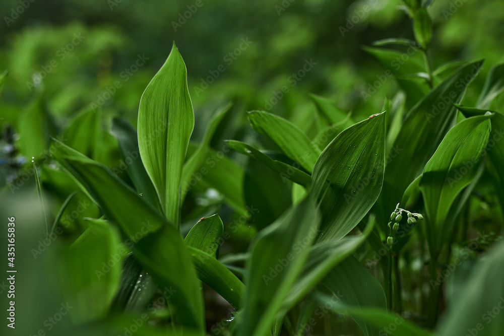 gren, nature, grass, leaf, forest