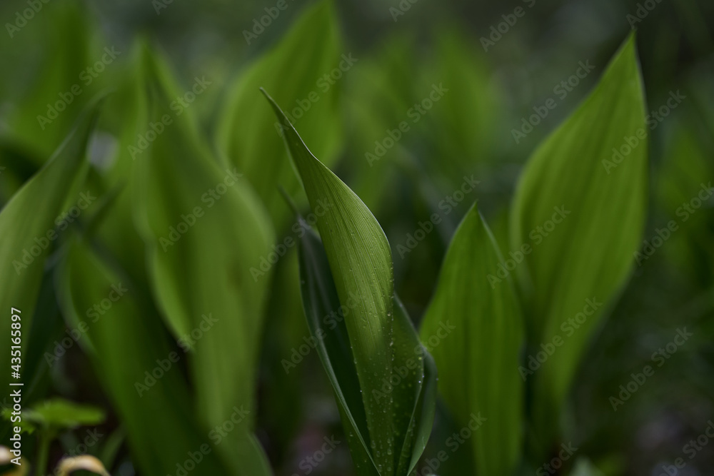 gren, nature, grass, leaf, forest