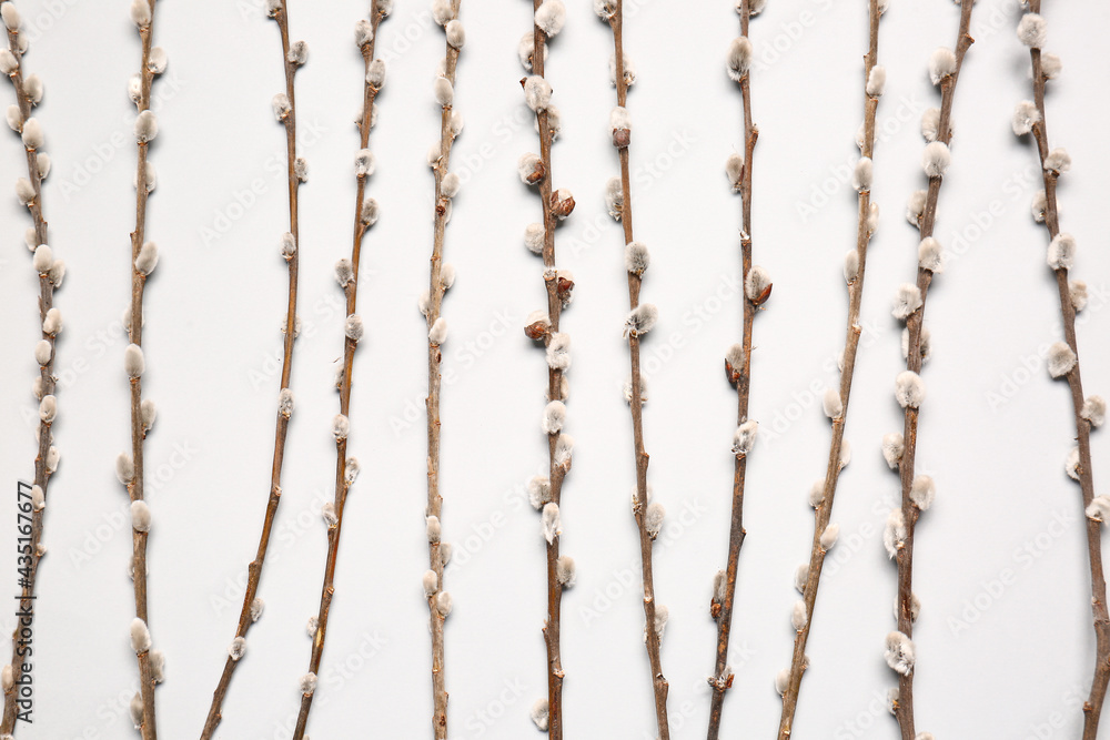 Fototapeta premium Willow branches on light background
