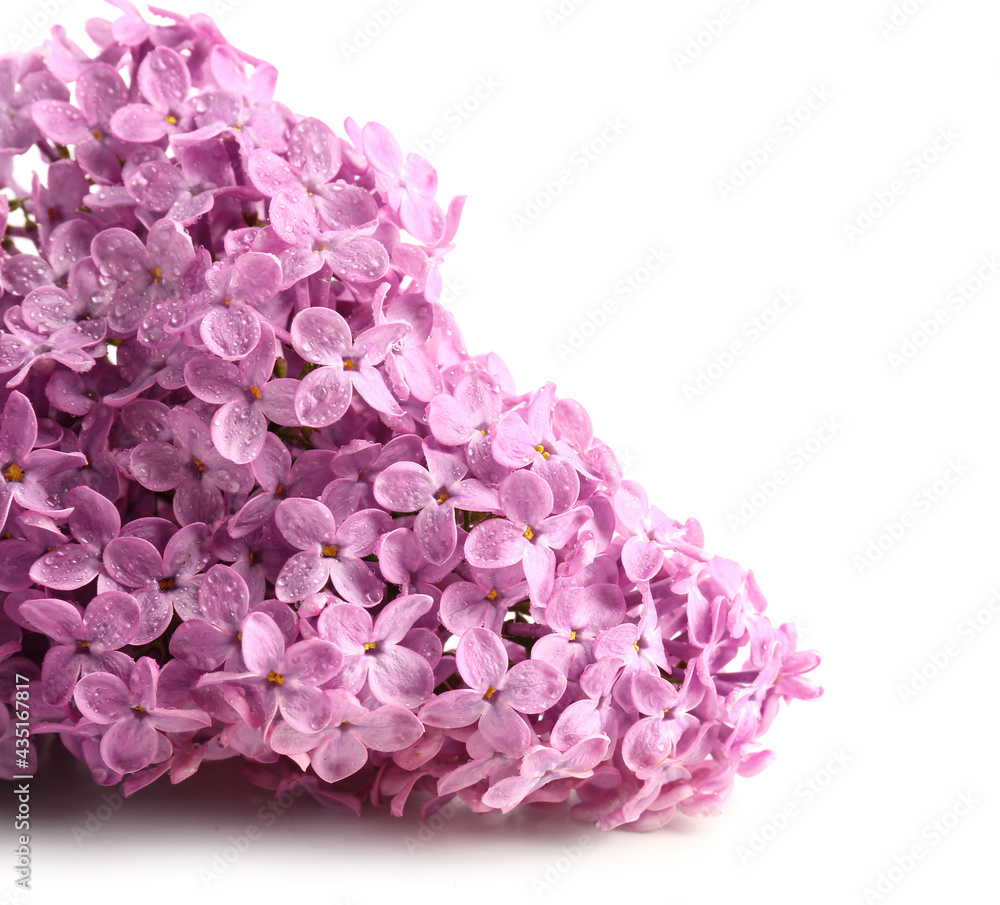 Obraz premium Beautiful lilac flowers on white background