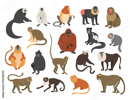 Cartoon monkeys. Exotic tropical animals. Different types of primate breeds. Mandrill and bekantan. Climbing lemur. Funny chimpanzee or orangutan. Furry apes with tails. Vector fauna set