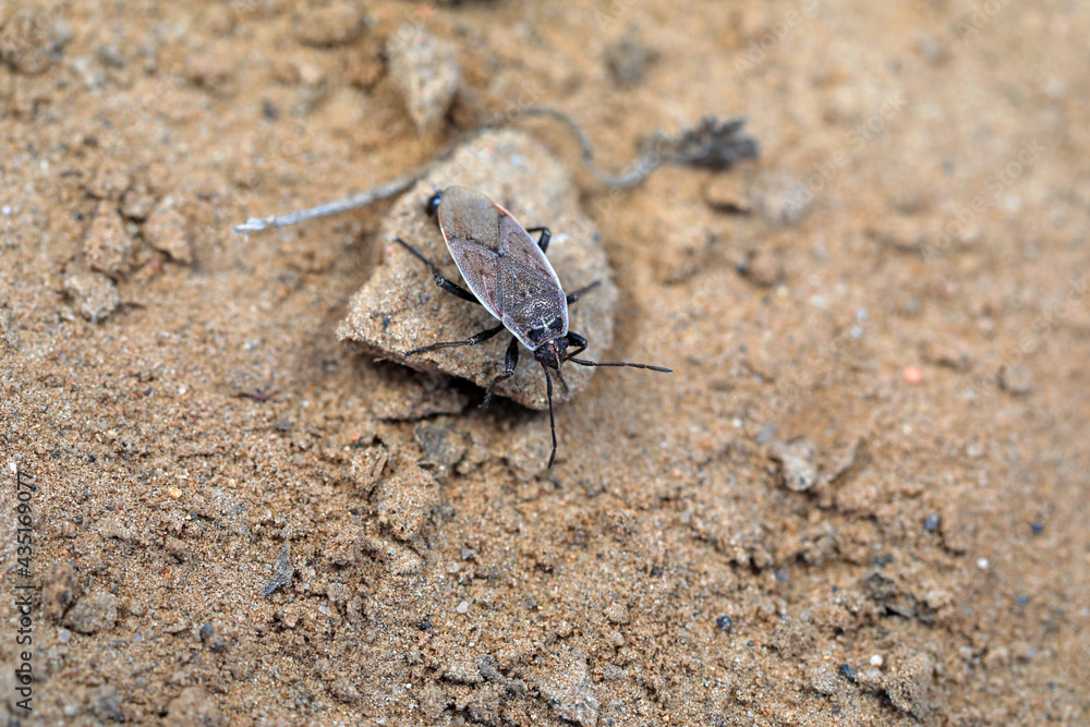 Bugs crawl on the ground, North China