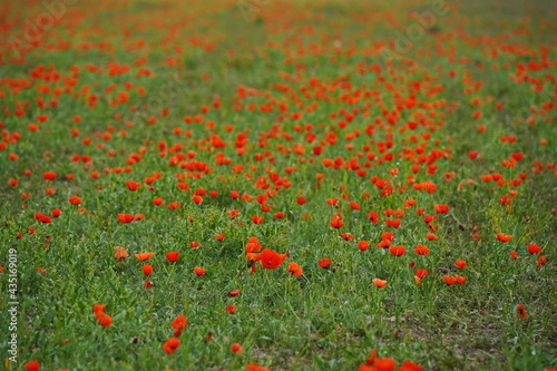 A field with seasonal flowers and herbs near the city.