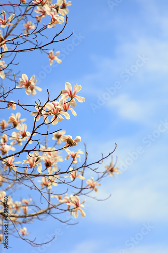 Blooming magnolia flowers in the blue sky