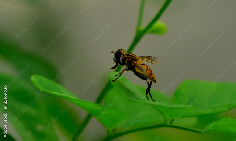 spider and mane insect their natural habitat spider and mane insect their natural habitat