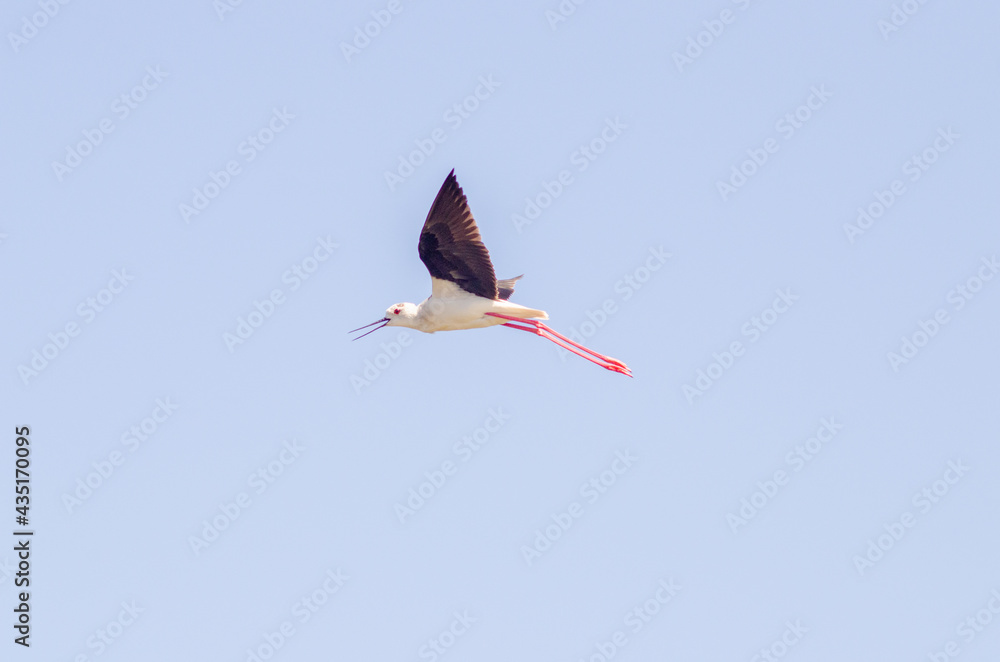 Fototapeta premium Black-winged stilt fly in sky