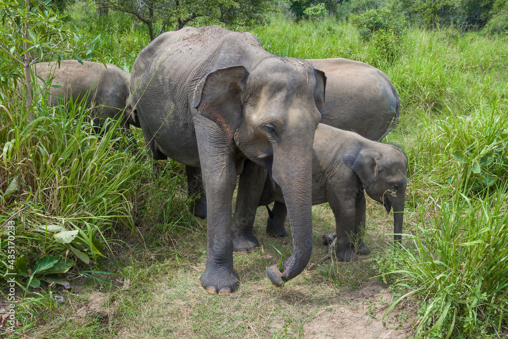 A family of wild Ceylon elephants in the Habarana nature park. Sri Lanka