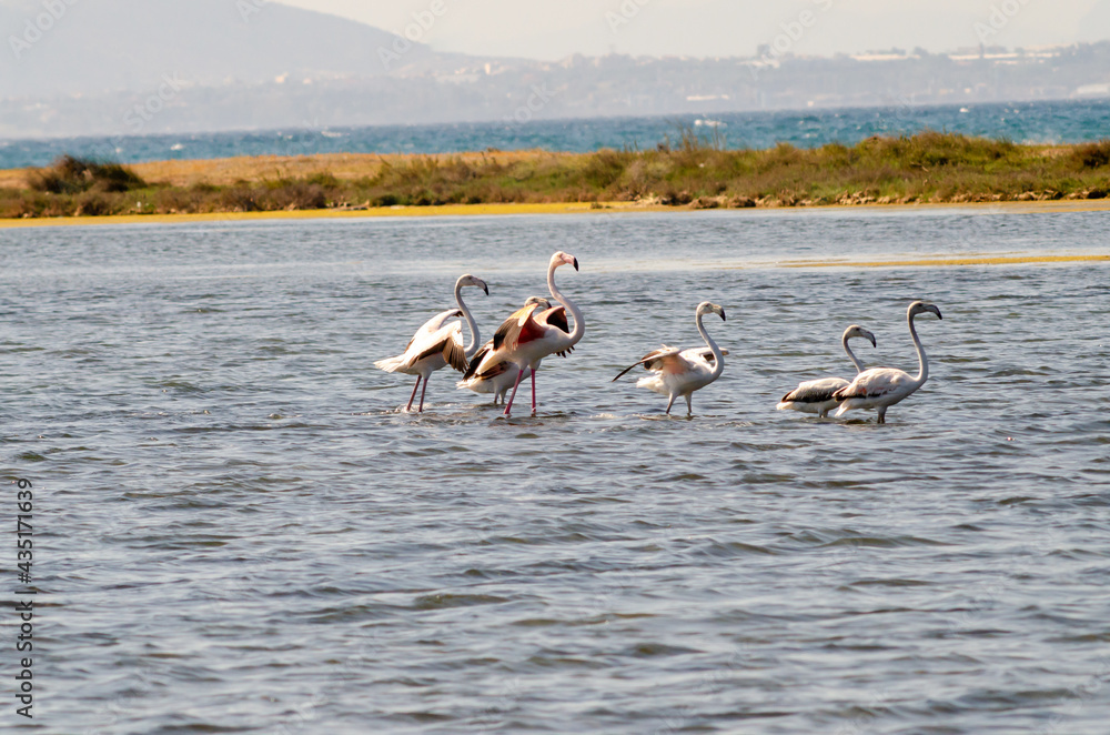 Group of greater flamingo on lagoon wetland