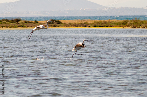 greater flamingo run on lake surface