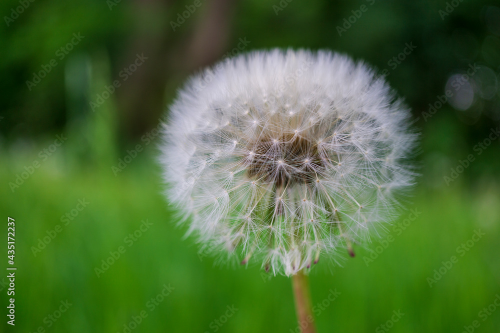 Fototapeta premium Pusteblume