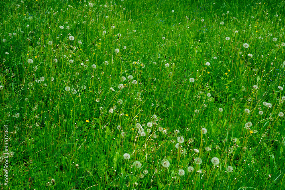 Sommerwiese Sommerwiese