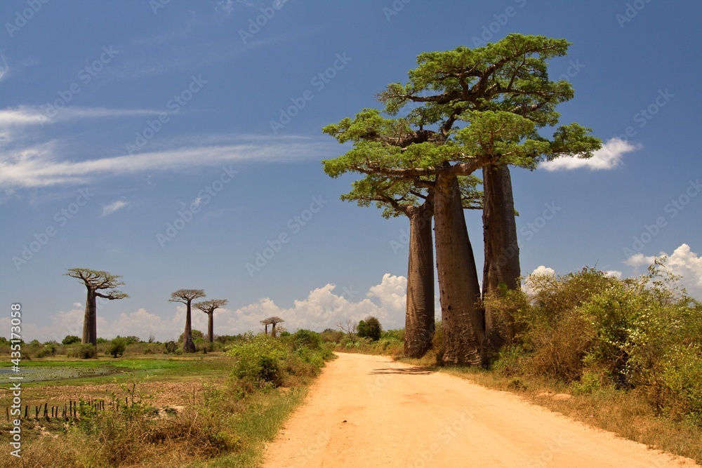 Baobab trees near Morondava . Madagascar. Africa.