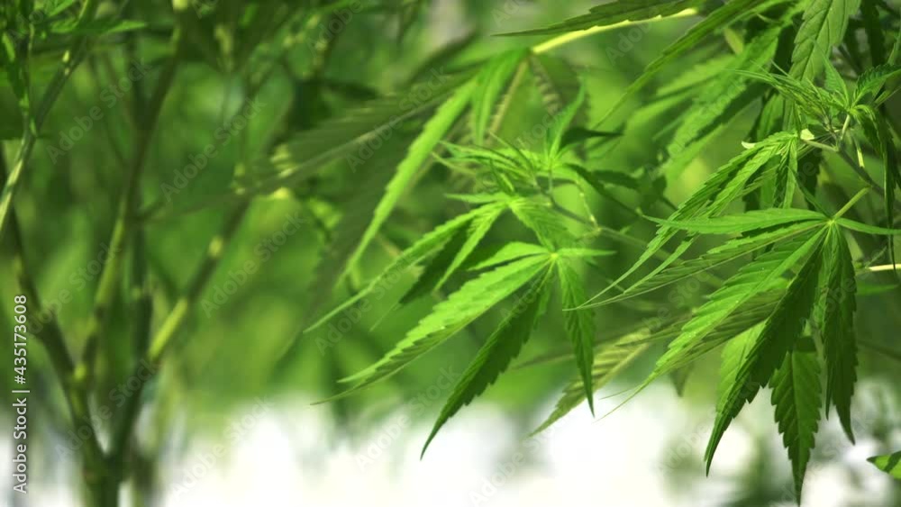 Cannabis outdoor farm, windy tropical environment Cannabis outdoor farm, windy tropical environment