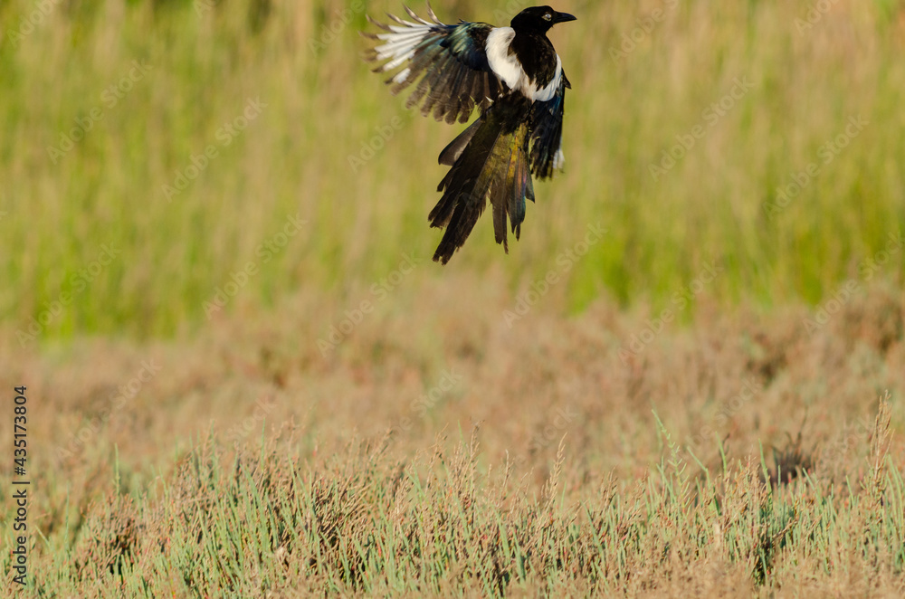 Obraz premium Eurasian magpie flapping wings