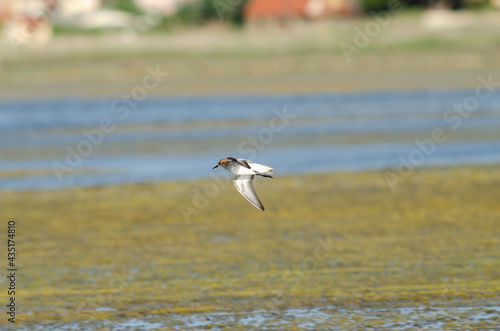 Semipalmated Sandpiper fly low up lake surface