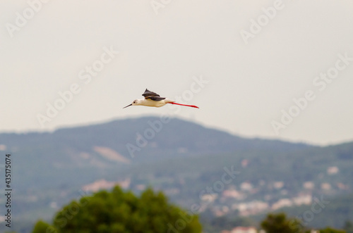 Black-winged stilt fly over lake close to vilagge building.. © John Vlahidis