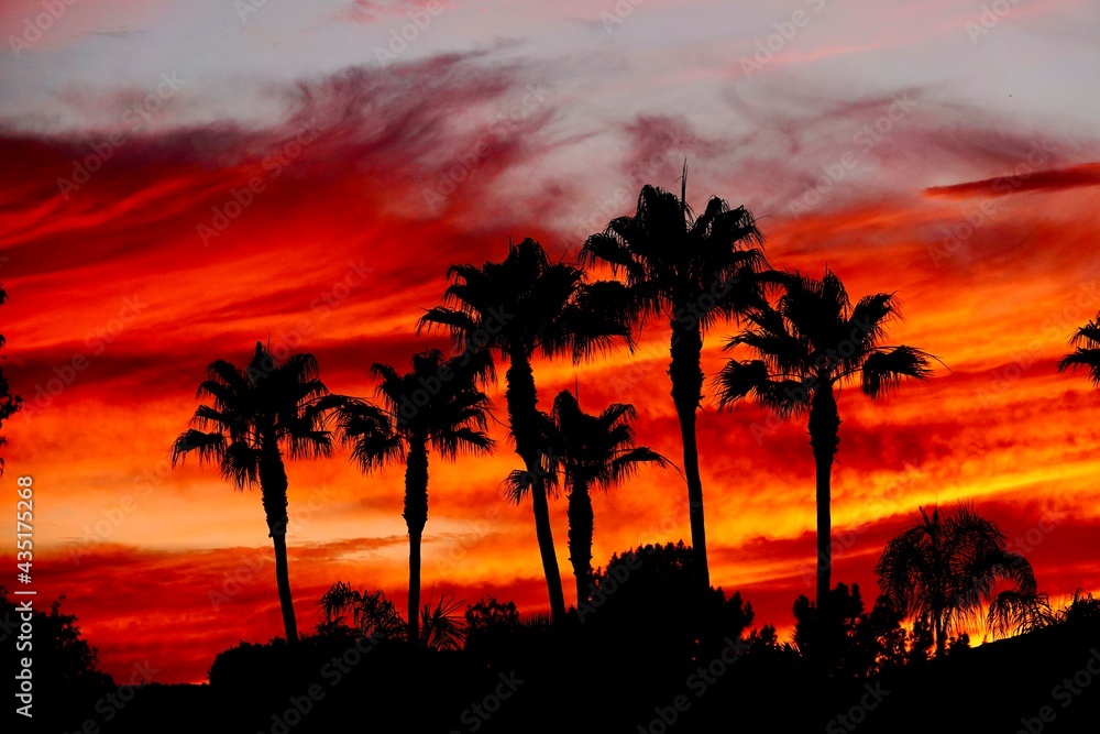 A silhouette of a group of palm trees during a dramatic orange red sunset.