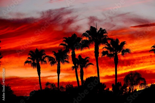A silhouette of a group of palm trees during a dramatic orange red sunset.