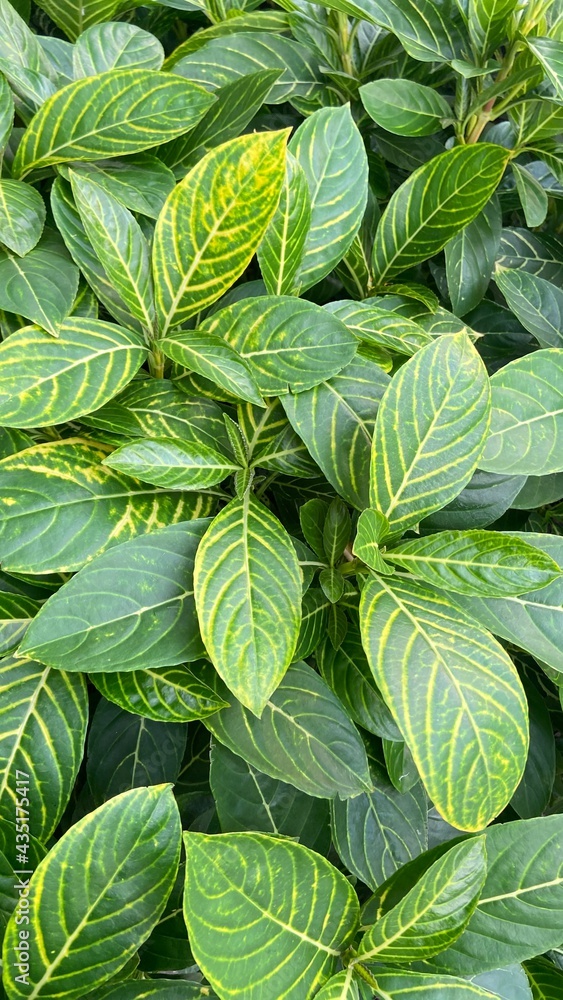 green leaves background green leaves background