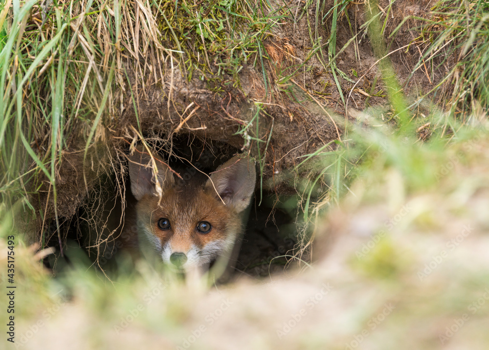 Naklejka premium Ein Fuchswelpe schaut neugierig aus dem Fuchsbau