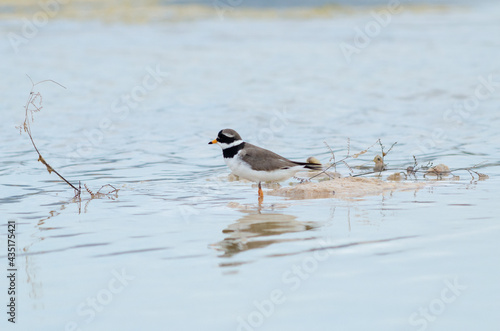 Semipalmated Plover Charadrius semipalmatus on lake photo